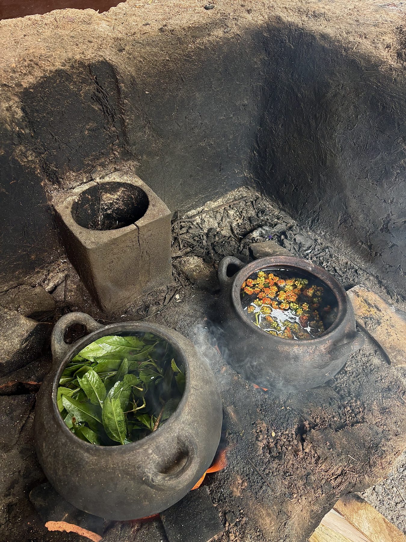 Plant leaves and flowers steeped in clay pots for natural dyeing