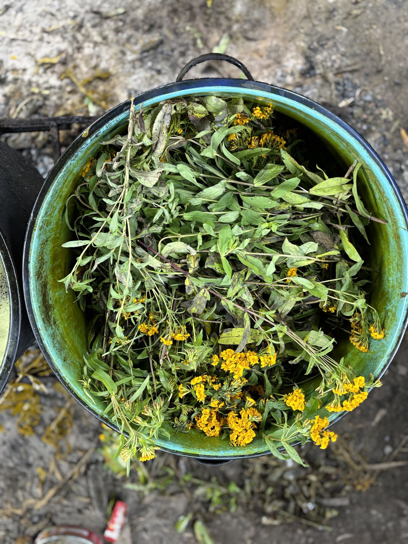 A pot full of freshly gathered plants and yellow flowers for dyeing
